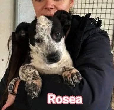 MAURA, VARCO, ROSEA, PEPPINO, CUCCIOLI IN ADOZIONE - Foto 6