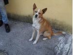 GIACOMINO, dolce cagnolino in pericolo