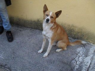 GIACOMINO, dolce cagnolino in pericolo