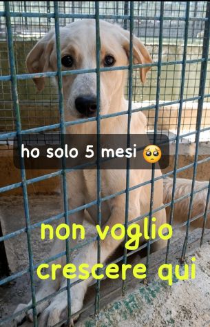 MARTA 5 MESI taglia media