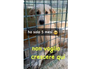 MARTA 5 MESI taglia media