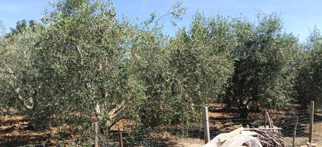 Casale in vendita a Orbetello - Foto 15