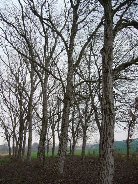 alberi di noce - Foto 7