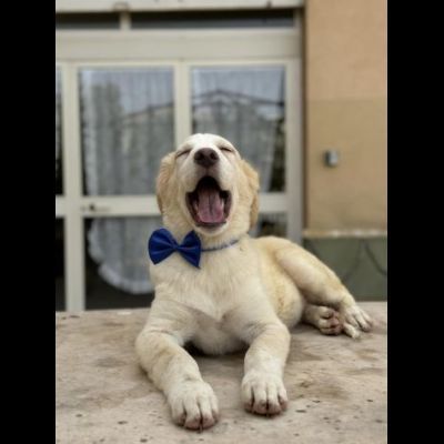 GIULIO UN AMORE DI CUCCIOLO DA ADOTTARE - Foto 2