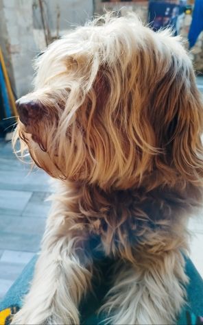 Gigi simil lagotto - Foto 10