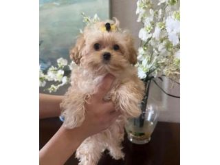 maltipoo toy cucciolata