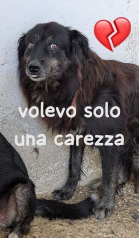 COCO 10 ANNI taglia media IN CANILE - Foto 3
