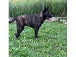 Black simil corso in adozione