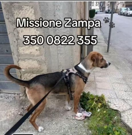 Wendy 18mesi mollata in strada a breve in canile.SUD - Foto 2
