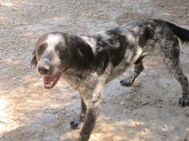 ALBERTINO, dolcissimo cagnolino - Foto 4
