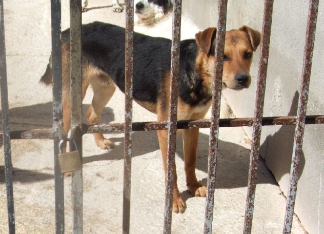 BEBE', adozione del cuore - Foto 3