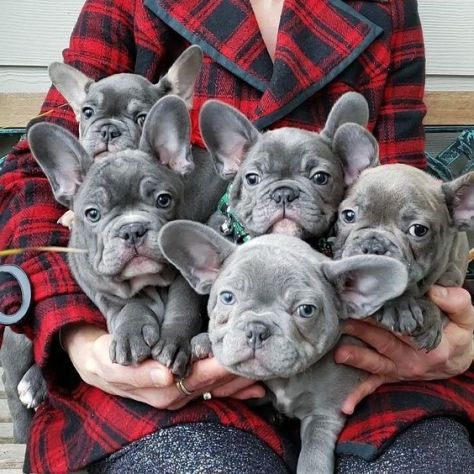 Bouledogue &amp; bulldog francese