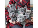Bouledogue & bulldog francese