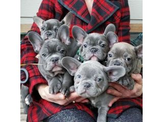 Bouledogue & bulldog francese