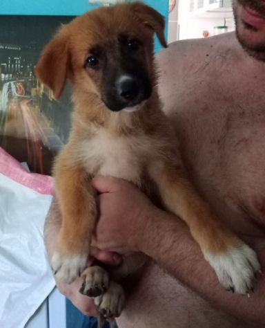 CUCCIOLI - Foto 2
