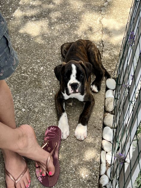 Boxer maschietto con Pedigree ENCI - Foto 2
