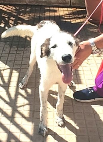 Il dolce Snoopy cerca la sua famiglia questa volta per sempre - Foto 3