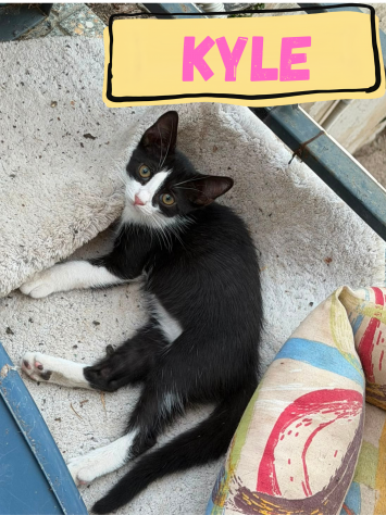 KYLE - gattina di 3 mesi