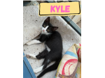 KYLE - gattina di 3 mesi