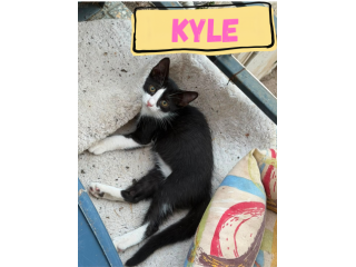 KYLE - gattina di 3 mesi