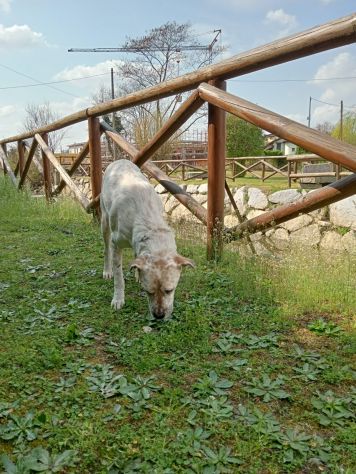 UNA MAMMA PER BIANCHINO - Foto 2