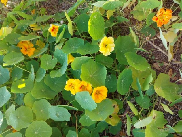 Capezzano Pianore-Casa indipendente con giardino - Foto 7