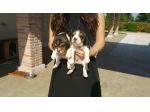 BEAGLE