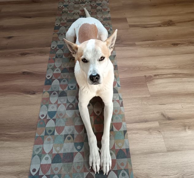Meeko, dal divano al canile - Foto 5