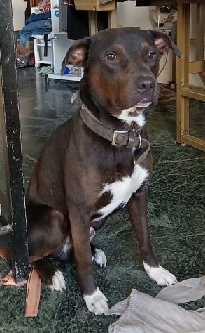 NERINO CAGNOLINO IN ADOZIONE - Foto 3