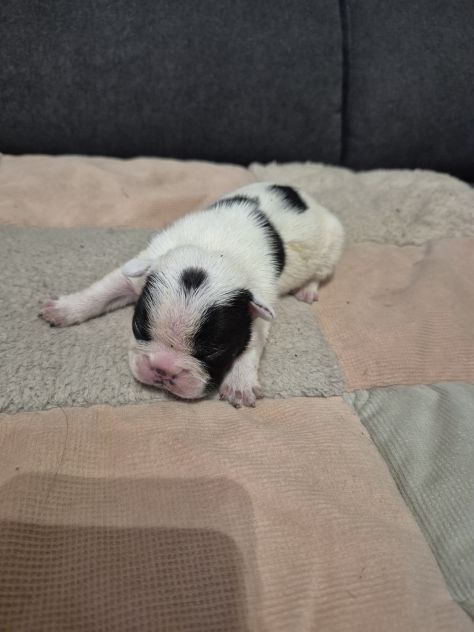 Bulldog francese - Foto 6