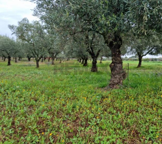 Terreno in vendita a Vittoria - Foto 9