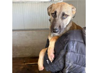LUCY ADORABILE CUCCIOLA IN ADOZIONE TAGLIA MEDIA