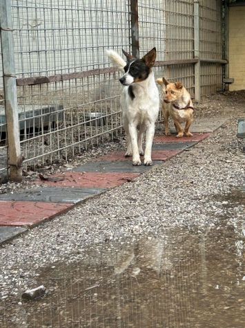 Bonnie: adozione del cuore - Foto 10