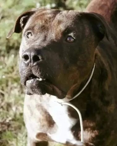 KIM COCCOLONE MERAVIGLIOSO CANE IN ADOZIONE - Foto 4