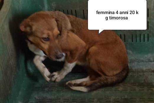 CANI IN ADOZIONE URGE AIUTARLI - Foto 3