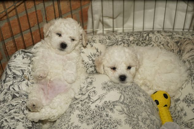 Cuccioli Bolognese - Foto 4