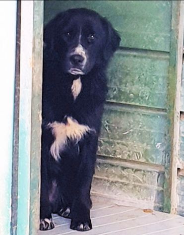 CANE IN ADOZIONE: GEORGIE - Foto 3