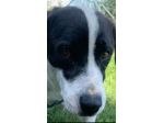 CANE IN ADOZIONE: MARILU', taglia media