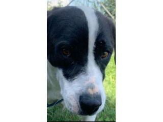 CANE IN ADOZIONE: MARILU', taglia media