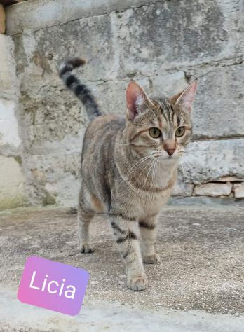 Licia bellissima tigrotta d 6 mesi - Foto 6