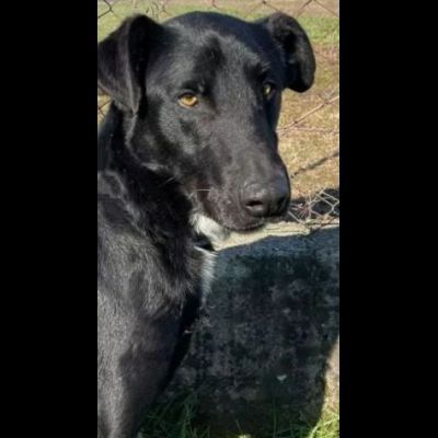 AARON EMPATICO E VITALE, CANE IN ADOZIONE. - Foto 2
