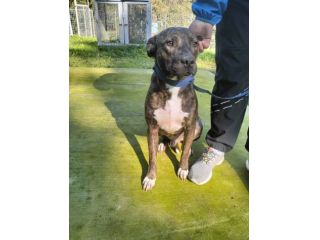 Apollo simil amstaff