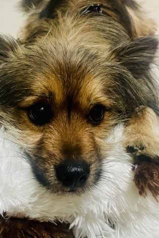 Regalo Elvis cane meticcio - Foto 3