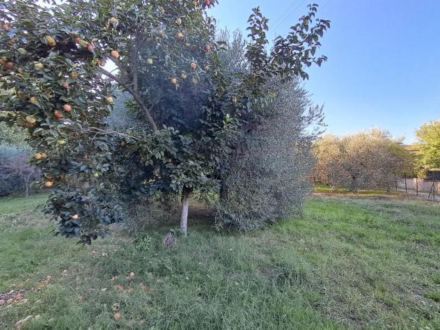 Annesso agricolo in vendita a Cascine - Buti 1000 mq Rif: 1449571 - Foto 3