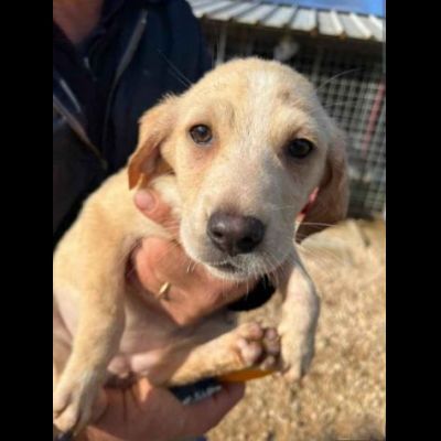 SALLY COCCOLINA AMOROSA, CUCCIOLA IN ADOZIONE - Foto 4