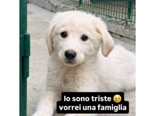 BIA, BILLY,  BISCOTTINO CUCCIOLI IN ADOZIONE