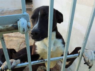 Paolino (taglia medio-piccola)