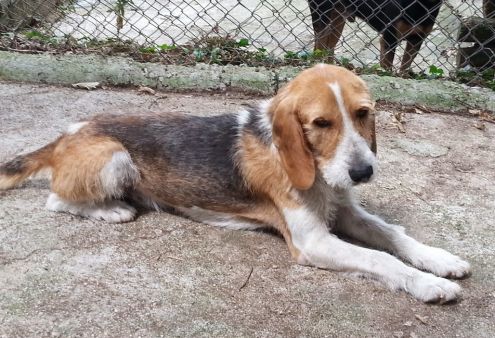 JOHN, dolce ed affettuoso - Foto 2