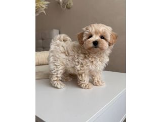 MALTIPOO & MALTIPO CUCCIOLI DISPONIBILI pag in 12 rate