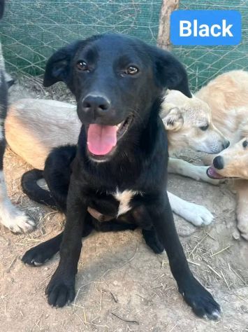 CUCCIOLI IN ADOZIONE - Foto 6